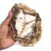 Polished Silicified Wood - 0