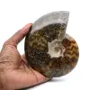 Whole polished ammonite - 0