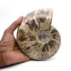 Whole fossilized ammonite - 0