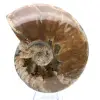 Whole fossilized ammonite - 1
