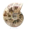 Whole fossilized ammonite - 2