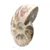 Whole fossilized ammonite - 3