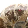 Whole fossilized ammonite - 4