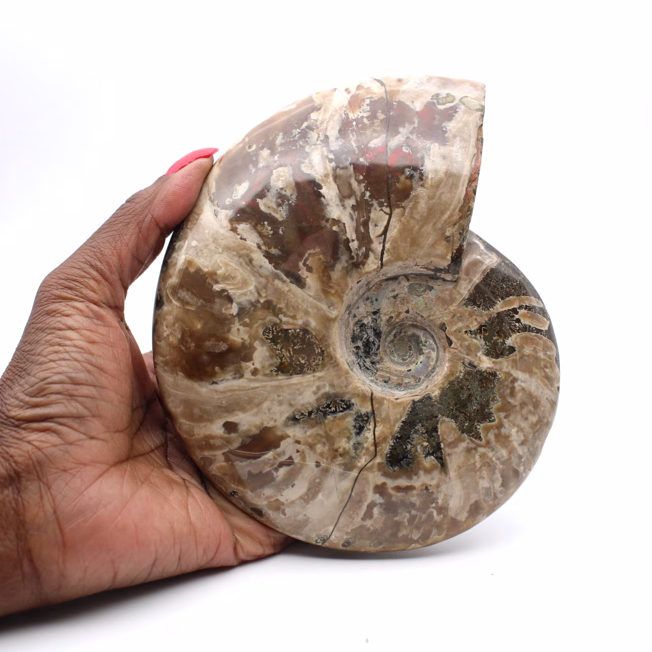 Whole fossilized ammonite