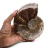 Whole natural fossil ammonite - 0