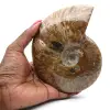 Whole polished ammonite fossil - 0