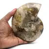 Whole polished ammonite from Madagascar - 0