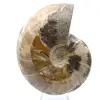 Whole fossil ammonite from Madagascar - 1