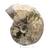 Whole fossil ammonite from Madagascar - 2