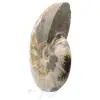 Whole fossil ammonite from Madagascar - 3