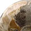Whole fossil ammonite from Madagascar - 4