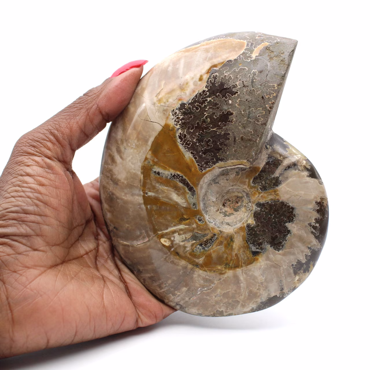 Whole fossil ammonite from Madagascar