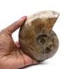 Whole polished ammonite fossil from Madagascar - 0