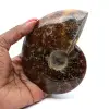 Natural polished ammonite from Madagascar - 0