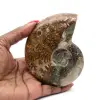 Natural polished ammonite fossil - 0