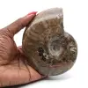 Madagascar Ammonite - 0