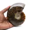 Polished fossilized ammonite - 0