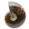 Natural fossil ammonite - 1