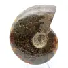 Natural fossil ammonite - 2