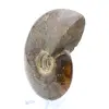 Natural fossil ammonite - 3