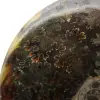 Natural fossil ammonite - 4