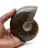 Natural fossil ammonite