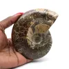Polished ammonite fossil - 0