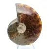 Whole polished natural ammonite from Madagascar - 1