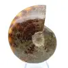 Whole polished natural ammonite from Madagascar - 2