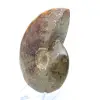 Whole polished natural ammonite from Madagascar - 3