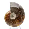 Whole ammonite from Madagascar - 1