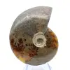 Whole ammonite from Madagascar - 2