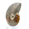 Whole ammonite from Madagascar - 3