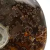 Whole ammonite from Madagascar - 4