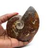 Whole ammonite fossilized - 0
