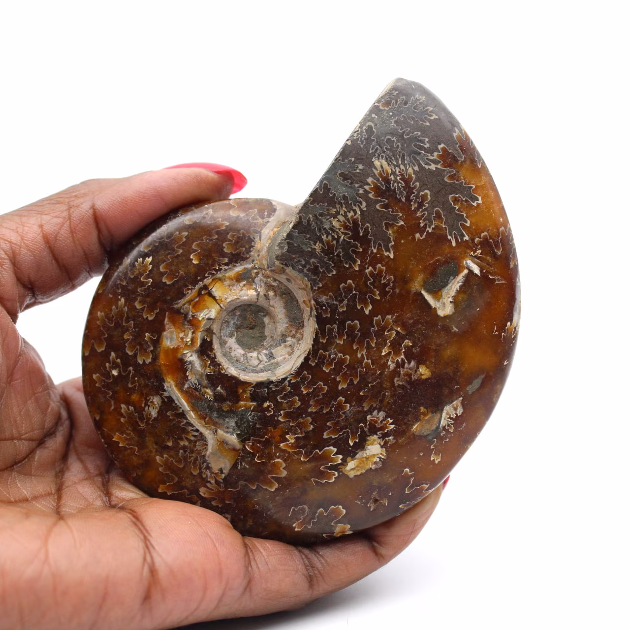 Whole ammonite fossilized