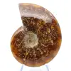 Whole natural ammonite fossil - 1