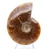 Whole natural ammonite fossil - 2