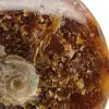 Whole natural ammonite fossil - 4