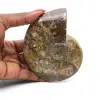 Whole ammonite fossil polished - 0