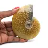 Whole fossil polished ammonite from Madagascar - 0