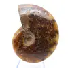 Natural polished ammonite from Madagascar - 1