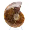 Natural polished ammonite from Madagascar - 2