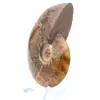 Natural polished ammonite from Madagascar - 3