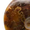 Natural polished ammonite from Madagascar - 4