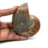 Natural polished ammonite fossil - 0