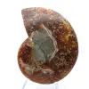 Natural polished ammonite fossil - 1