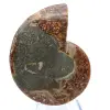 Natural polished ammonite fossil - 2