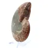 Natural polished ammonite fossil - 3