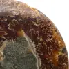 Natural polished ammonite fossil - 4